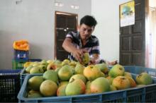 PREMIUM QUALITY MANGO FRUIT
