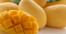 Sindhri Mango or aam exporters and suppliers from Pakistan