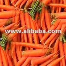 Fresh carrot