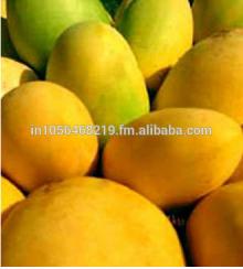 Indian  Mango 