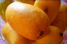  Mango   export er india