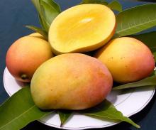  mango 