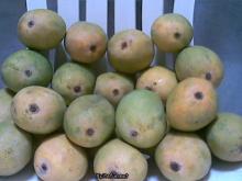 Anwar Ratole Mango