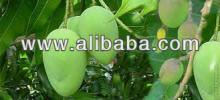 Fresh Green Mango