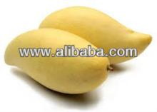 Oman MAngo