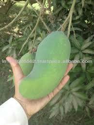Fresh Sindhari Mangoes