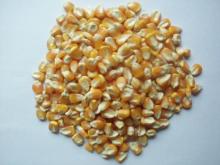 Yellow Maize