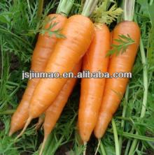 2014 Chinese new crop fresh red carrot