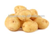 Chinese hot sale fresh yellow potato