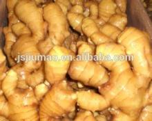 2014 Chinese new fresh mature ginger -half dry ginger -air dry ginger