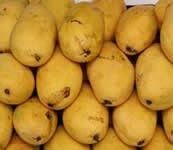 indian Chausa  Mango 