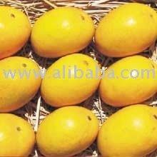 Kesar Mangoes