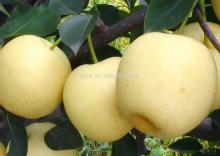 Chinese Fresh Crown Pear