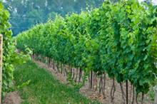 2013 Bulk White Wines