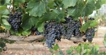 RAYAH--100% ORIGINAL AUSTRALIAN RED WINE