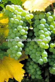 Bulk white wine Spain