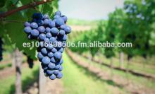  Bulk   red   wine  Spain