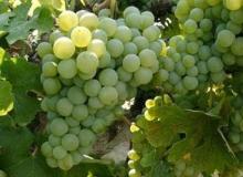 Verdejo bulk wine from Spain