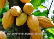 High Quality Cocoa Butter (Undeodorized cocoa butter)