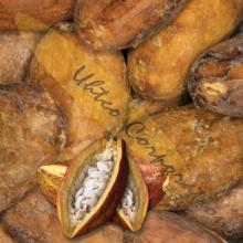 Raw Criollo Cacao Beans
