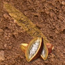 Raw Criollo Cacao Powder