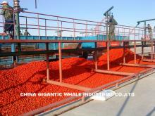 tomato puree,ketchup,tomato pulp,B011
