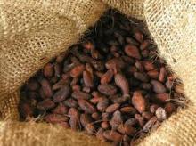 Dried Raw  Cocoa   Beans  for  Sale 