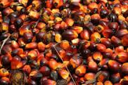 palm oil