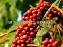 Green Caffee Bean Extract 50%, 98%, 99% Chlorogenic Acid