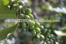 Good Soluble Organic Green Caffee Bean Extract chlorogenic acid(HPLC)
