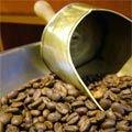  ARABICA   COFFEE  BEANS.