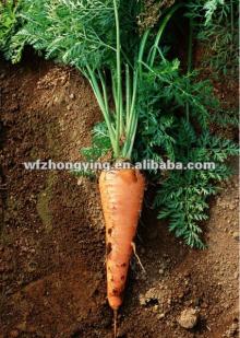 Import shandong fresh carrot