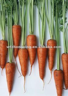 shandong local fresh carrot