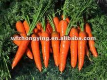 fresh xiamen carrot