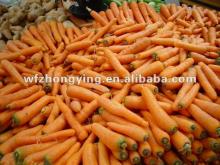HOT! HOT! fresh carrot