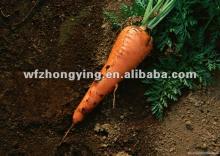 New crop fresh carrot with good quality