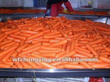 CURRENT LOCAL CHINESE 2012 FRESH CARROT FOR SALE
