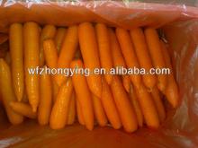 seasonable fresh red carrot export from china