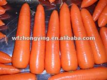 2012 new carrot
