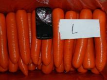 The corp carrot in china
