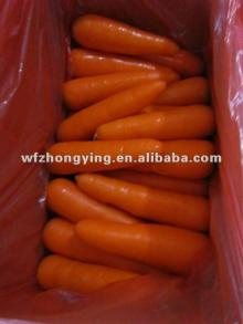 Fresh carrot for sale from china