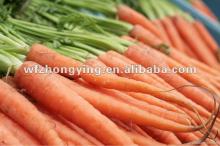 2012 10KG cartons carrot for export