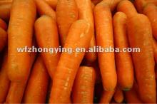 Purple carrot,export standard carrot