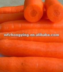 2012 fresh carrot export for all over the world