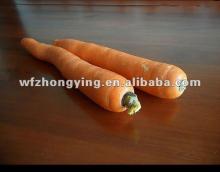 new crop fresh carrot with best quality