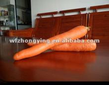supply each size fresh carrot(own farm)