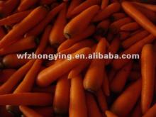 2012 Hebei fresh carrot (fresh carrots for sale)