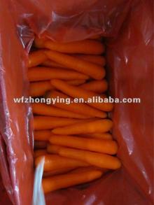 2012 high demand products-fresh carrot from china