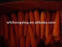 2012 hebei fresh carrot (carrot export from china)
