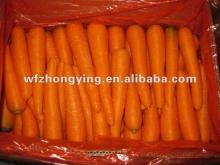 Hebei  fresh  carrot have been processed in my factory ( fresh   carrots  for  sale )